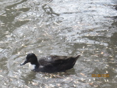 Anas platyrhynchos domesticus