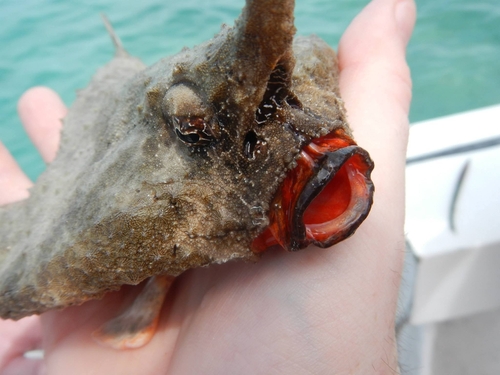 Longnose Batfish (Ogcocephalus corniger) — Ogcocephalidae — 4