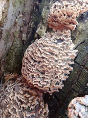 Polyporaceae