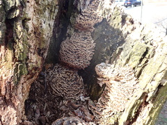 Polyporaceae