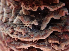 Polyporaceae