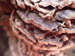 Polyporaceae