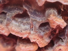 Polyporaceae