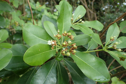Pittosporum boninense iNat (2)