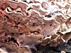 Polyporaceae