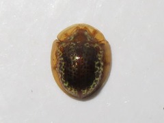 Agroiconota pullula