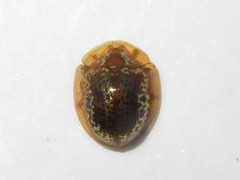 Agroiconota pullula
