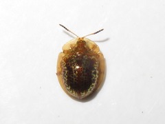 Agroiconota pullula