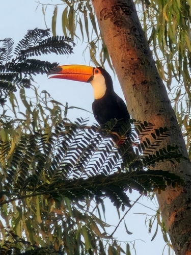 Toco Toucan