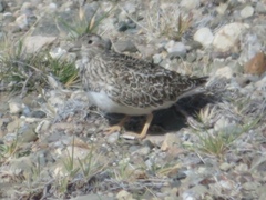 Thinocorus rumicivorus