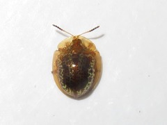 Agroiconota pullula