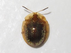 Agroiconota pullula