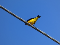 Euphonia luteicapilla