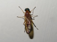 Ptecticus testaceus