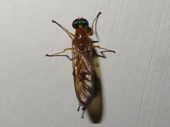 Ptecticus testaceus