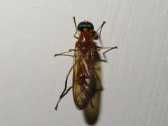 Ptecticus testaceus