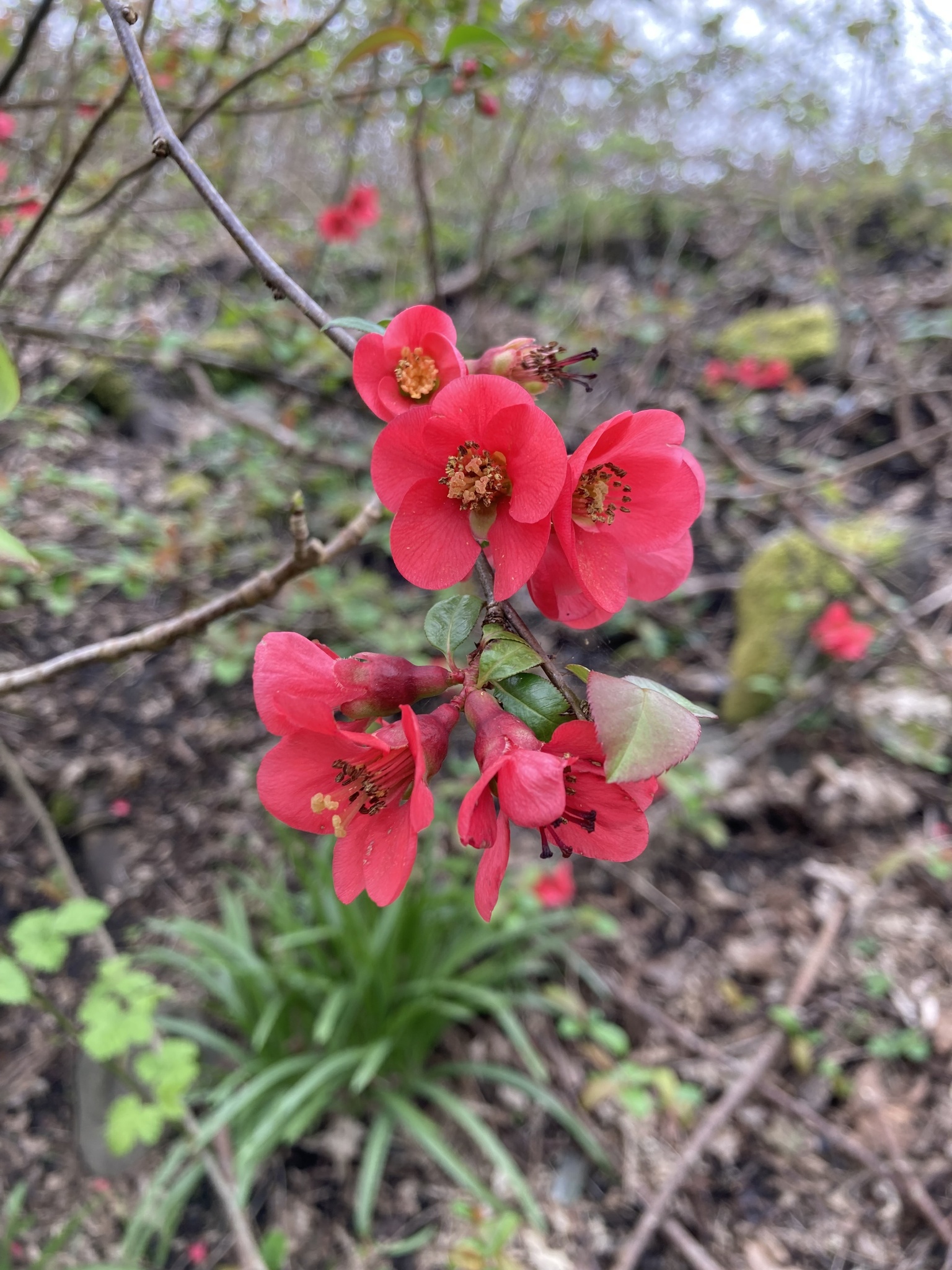 Chinese Quince (Chaenomeles speciosa)
