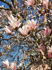 Magnolia