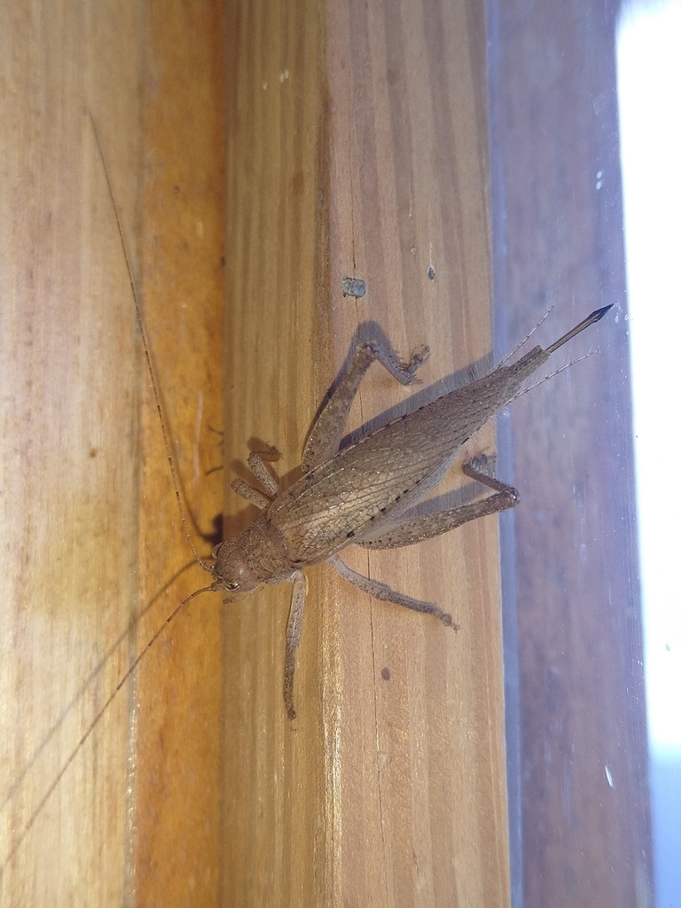 Paraphonus