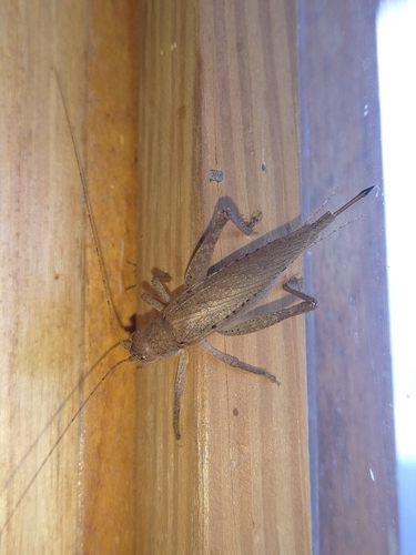 Paraphonus