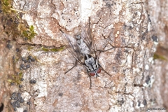 Eustalomyia hilaris