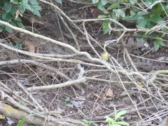 Empidonax difficilis