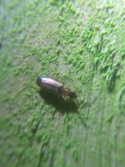 Philorhizus melanocephalus