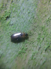 Philorhizus melanocephalus