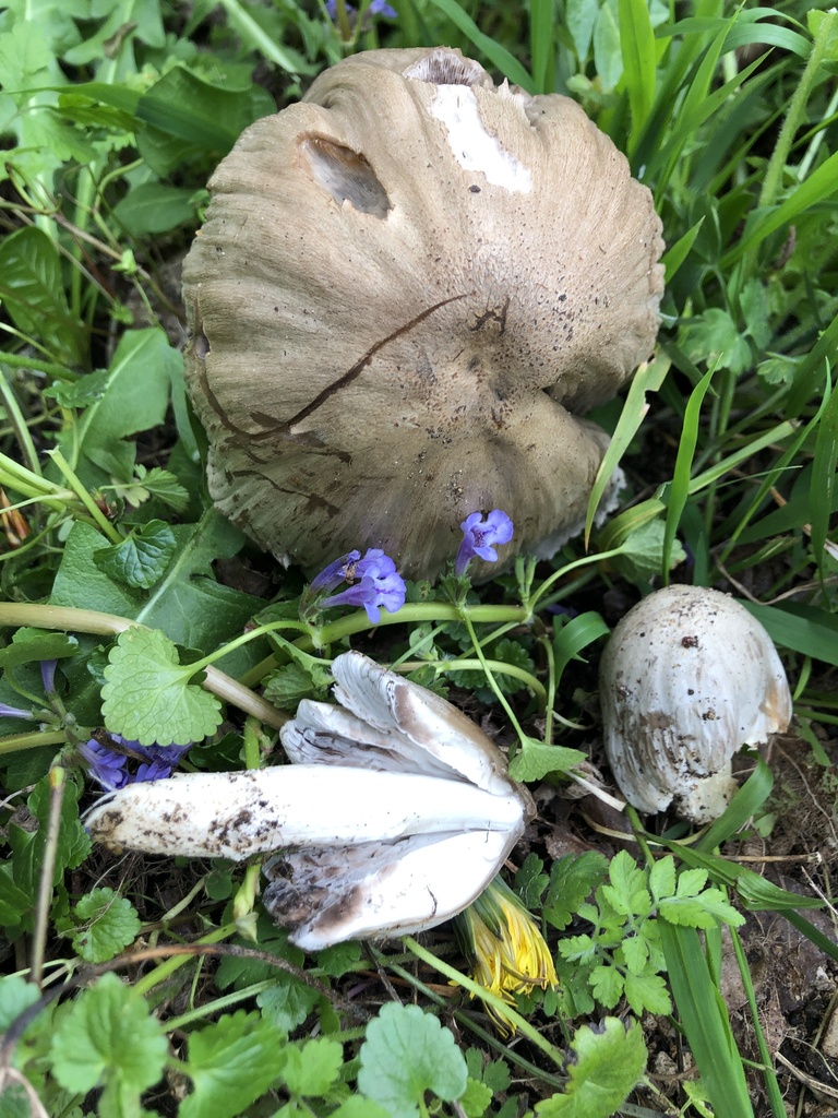 Coprinopsis romagnesiana · March 2026 · photo: © gerardbertrand (iNaturalist, cc-by)