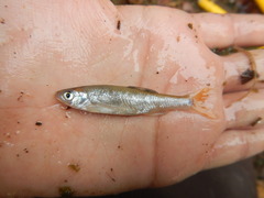 Lythrurus umbratilis