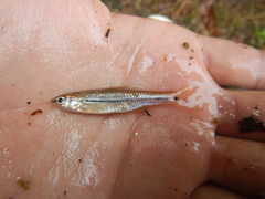 Notropis atrocaudalis