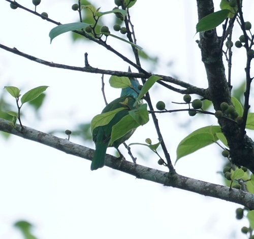 Yellow-fronted Barbet (Psilopogon flavifrons), photo 5