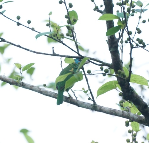 Yellow-fronted Barbet (Psilopogon flavifrons), photo 4
