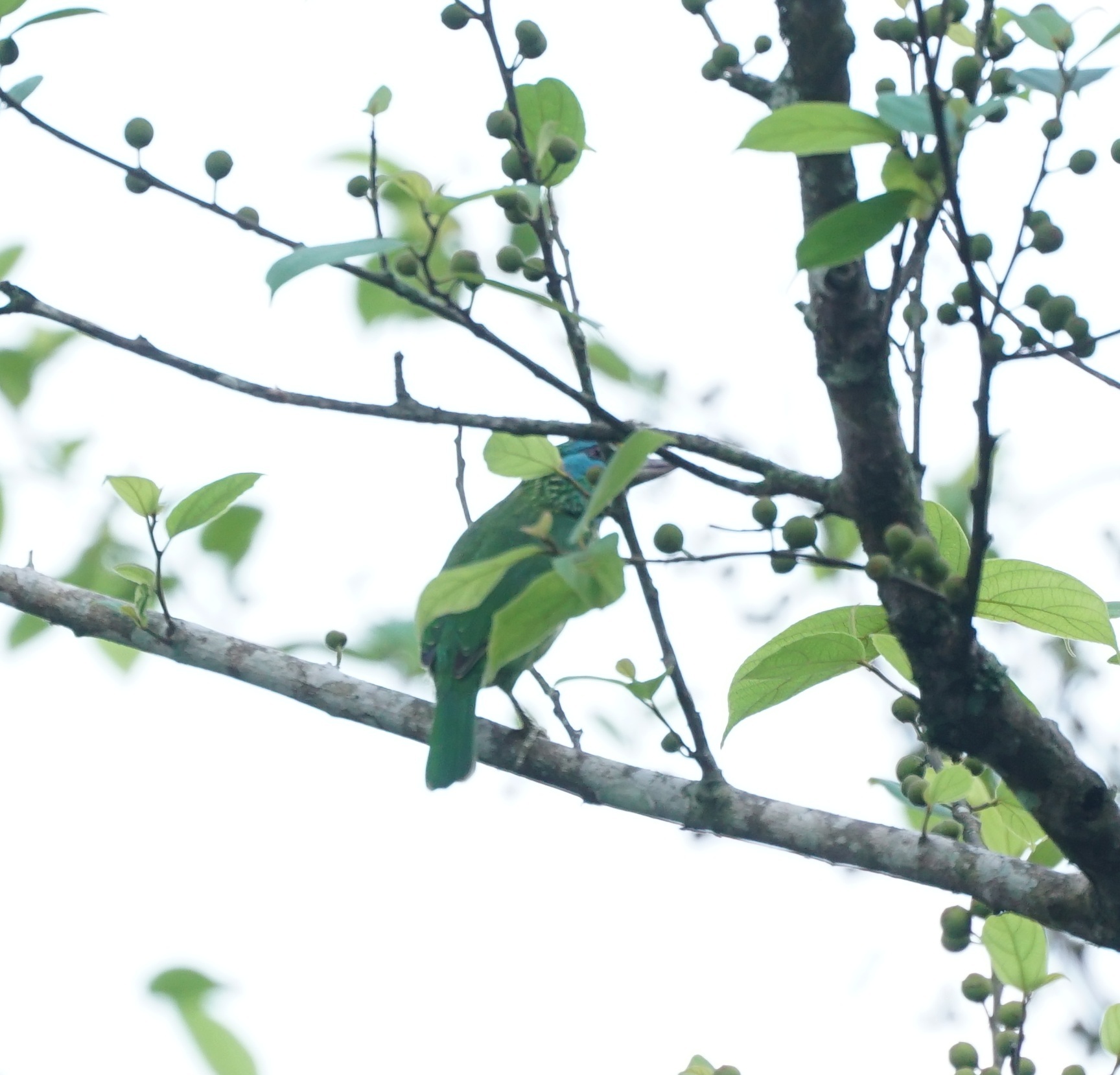 Yellow-fronted Barbet (Psilopogon flavifrons), photo 10