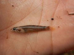 Etheostoma artesiae