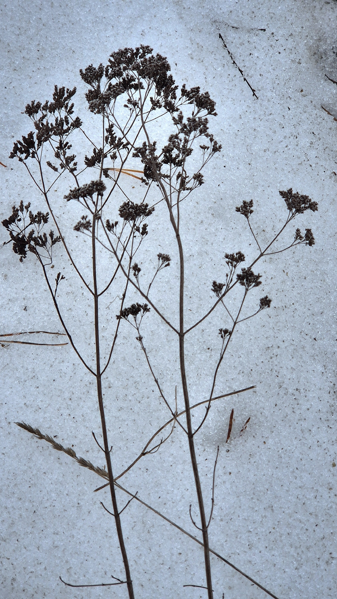 Oregano (Origanum vulgare)