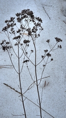 Origan (Origanum vulgare)