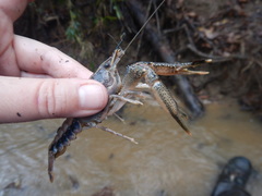 Procambarus natchitochae