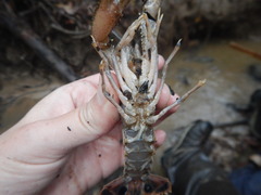 Procambarus natchitochae