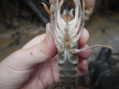 Procambarus natchitochae