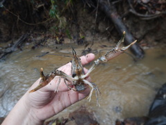 Procambarus natchitochae