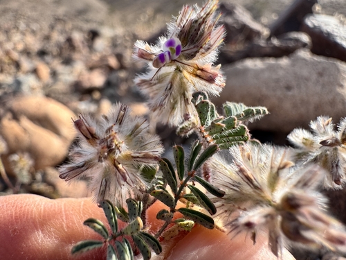 Hairy Prairie Clover (Dalea mollis)