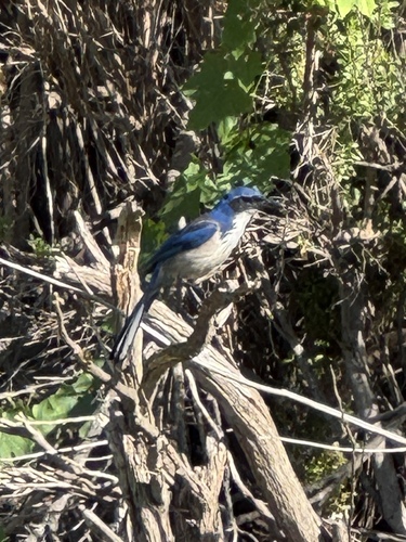 Island Scrub Jay (Aphelocoma insularis), photo 3