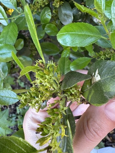 island redberry (Rhamnus pirifolia)