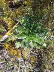 Acaena cylindristachya