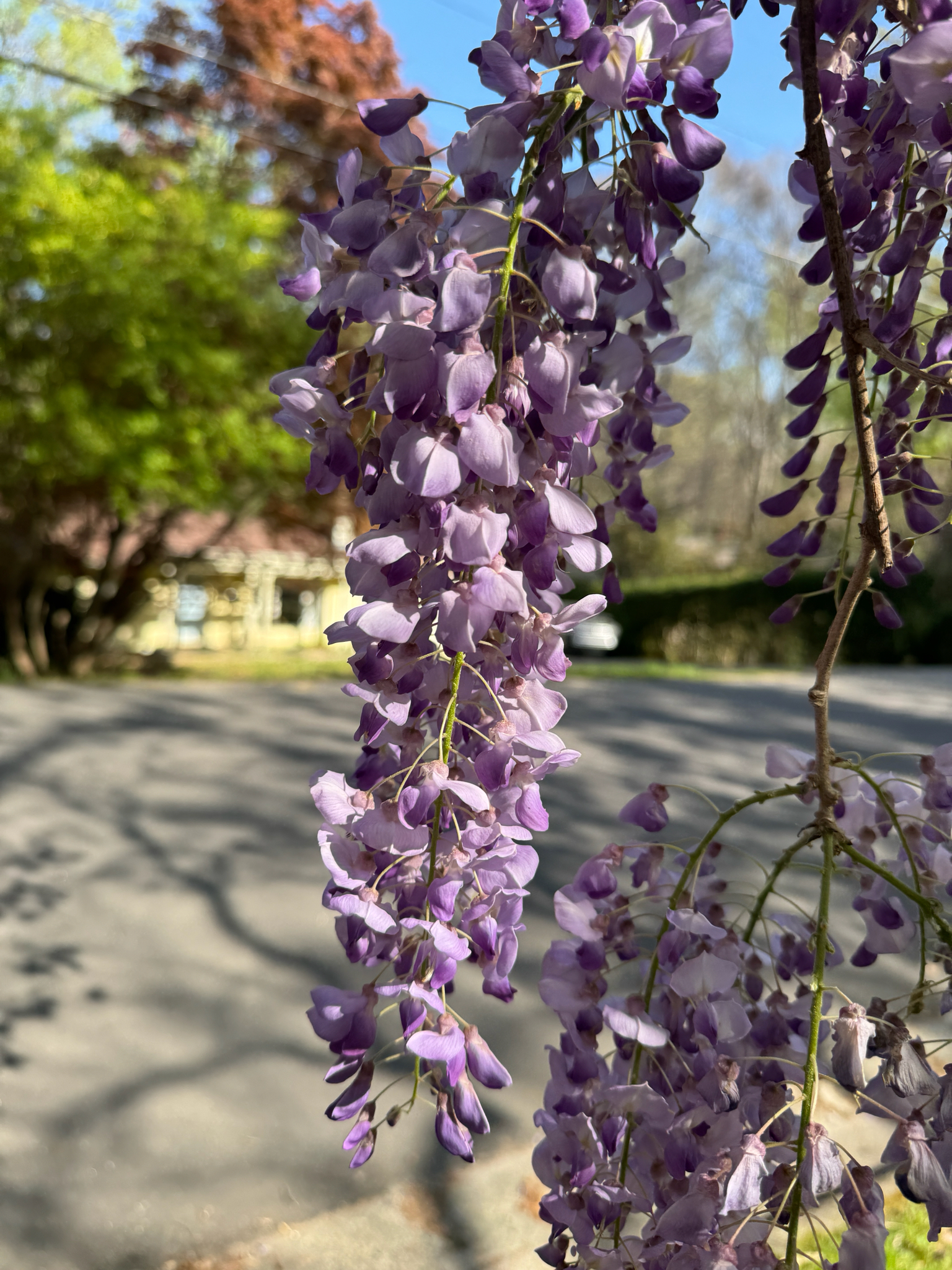 Chinese Wisteria (Wisteria sinensis)