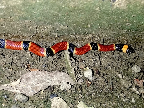 Micrurus nigrocinctus nigrocinctus