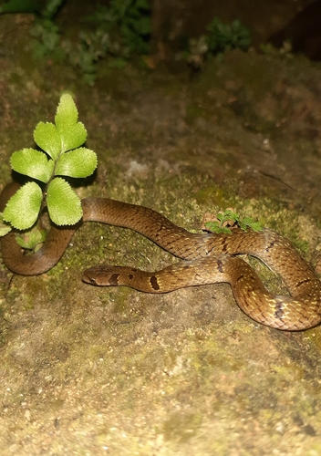Duméril's Kukri Snake
