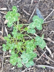 Trifolium repens