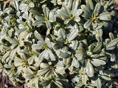 Pittosporum tobira